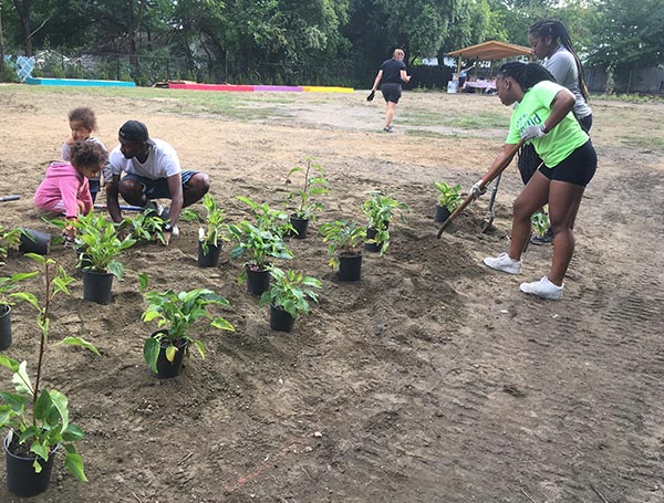 people planting shrubs